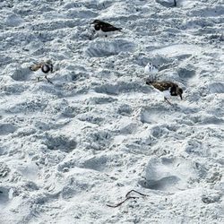 Mickler's Beach - Sandpipers playing in the sand.
