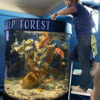 Central Coast Aquarium - Kelp forest at feeding time - Aquariums Near Me - Avila Beach, California Central Coast Aquarium - Kelp forest at feeding time - Aquariums Near Me - Avila Beach, California