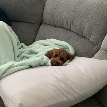 Island Pet Movers - Chloe settling in nicely! - Pet Transportation Near Me - Honolulu, Hawaii