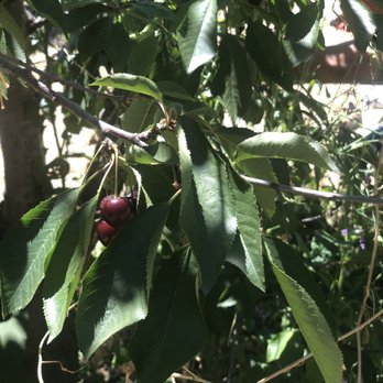 Lazy K Ranch Cherry U-Pick - Maroon cherries - Pick Your Own Farms Near Me - Gilroy, California