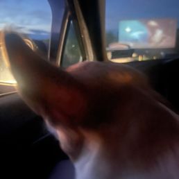 Bella watching dead pool