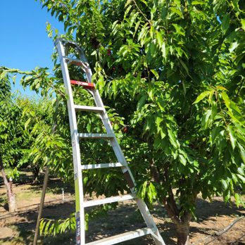 Chavez U-Pick Cherries - They provide ladders so you can get cherries up high - Pick Your Own Farms Near Me - Brentwood, California Chavez U-Pick Cherries - They provide ladders so you can get cherries up high - Pick Your Own Farms Near Me - Brentwood, California