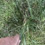 Makenzies Lawn Care