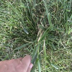 Makenzies Lawn Care - Weeds