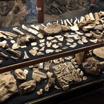 Moaning Caverns Adventure Park - Old bones from different types of animals, including humans. - Amusement Parks Near Me - Vallecito, California Moaning Caverns Adventure Park - Old bones from different types of animals, including humans. - Amusement Parks Near Me - Vallecito, California