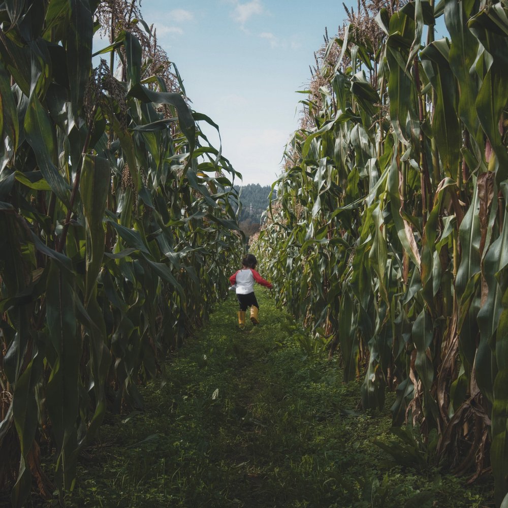 GM Farm - Having fun running through the corn - Farmers Market Near Me - Portland, Oregon