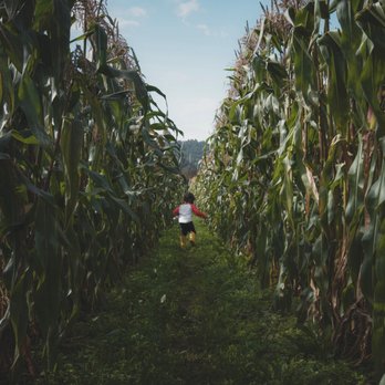 GM Farm - Having fun running through the corn - Farmers Market Near Me - Portland, Oregon GM Farm - Having fun running through the corn - Farmers Market Near Me - Portland, Oregon