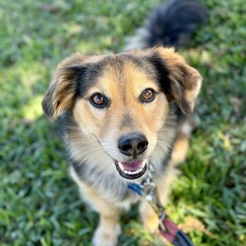 Rockstar Pet Care - Dog Walkers Near Me Rockstar Pet Care - Dog Walkers Near Me