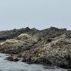 Kayak Mendocino gift card