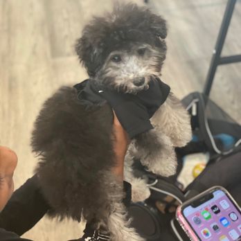 PetSmart Dog Training - When Justin groomed her - Pet Stores Near Me - Renton, Washington PetSmart Dog Training - When Justin groomed her - Pet Stores Near Me - Renton, Washington