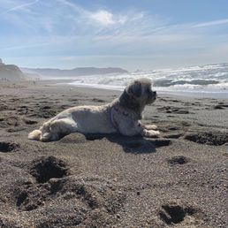 Willow at her favorite place, the beach Willow at her favorite place, the beach