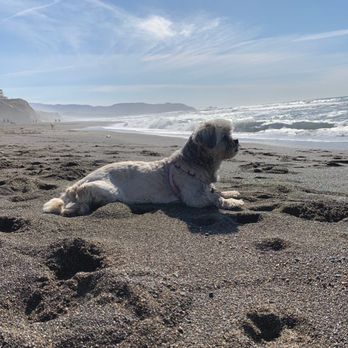 Golden Gate Veterinary Home Hospice and Euthanasia - Willow at her favorite place, the beach - Veterinarians Near Me - San Francisco, California Golden Gate Veterinary Home Hospice and Euthanasia - Willow at her favorite place, the beach - Veterinarians Near Me - San Francisco, California