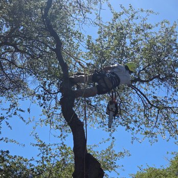 Quality Tree Care - Deadwooding up in a tree - Tree Services Near Me - Prescott Valley, Arizona Quality Tree Care - Deadwooding up in a tree - Tree Services Near Me - Prescott Valley, Arizona