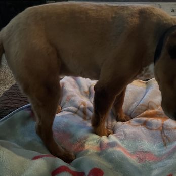 Snazzy Snout - Completely shaved/butchered - Pet Groomers Near Me - Colorado Springs, Colorado Snazzy Snout - Completely shaved/butchered - Pet Groomers Near Me - Colorado Springs, Colorado