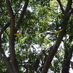 BAKER LANDSCAPE & TREE SVC - Come-A-Long