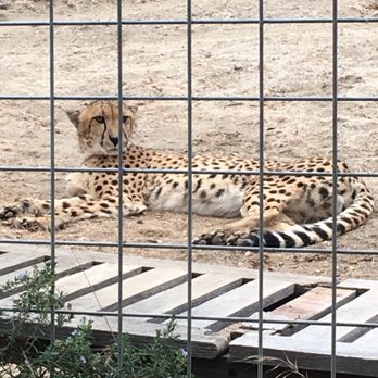 Project Survival's Cat Haven - Zoos Near Me - Dunlap, California Project Survival's Cat Haven - Zoos Near Me - Dunlap, California