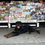 Photo of Kosher News