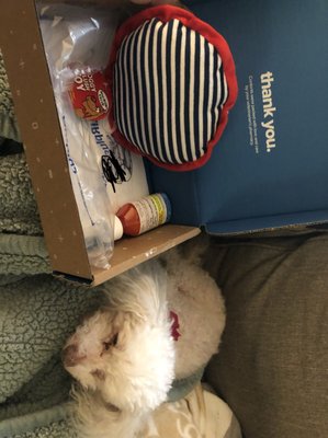 roadrunner pharmacy for dogs