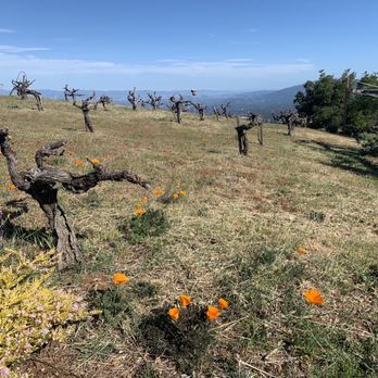 Ridge Vineyards - Monte Bello - Wineries Near Me - Cupertino, California Ridge Vineyards - Monte Bello - Wineries Near Me - Cupertino, California