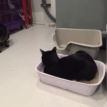 KitTea - Pet Adoption Near Me - San Francisco, California