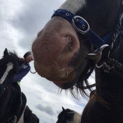 Long's Horse Riding and Ponytrekking - You may even wind up with a handsome gentleman with a mustache