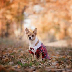 Stone Creek Community Park - Great spot for fall photos