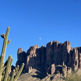 Cactus