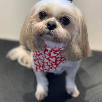 Shear Beauty Dog Spa - Pet Groomers Near Me - Waco, Texas Shear Beauty Dog Spa - Pet Groomers Near Me - Waco, Texas