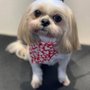 Photo of Shear Beauty Dog Spa