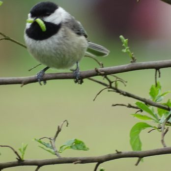 Wild Birds Unlimited - Bird Shops Near Me - Springboro, Ohio Wild Birds Unlimited - Bird Shops Near Me - Springboro, Ohio
