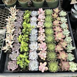 RV Nursery
