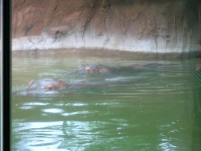 Honolulu Zoo by null