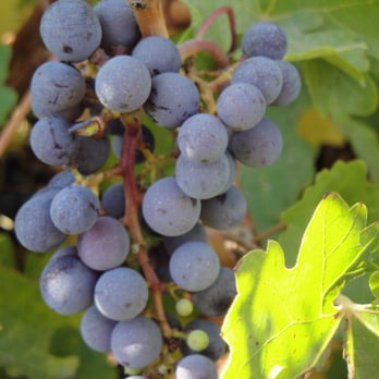 Vino Bello - Italian Near Me - Santa Cruz, LI Vino Bello - Italian Near Me - Santa Cruz, LI