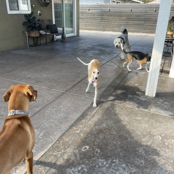 London Ridge Pet Resort - Pet Boarding Near Me