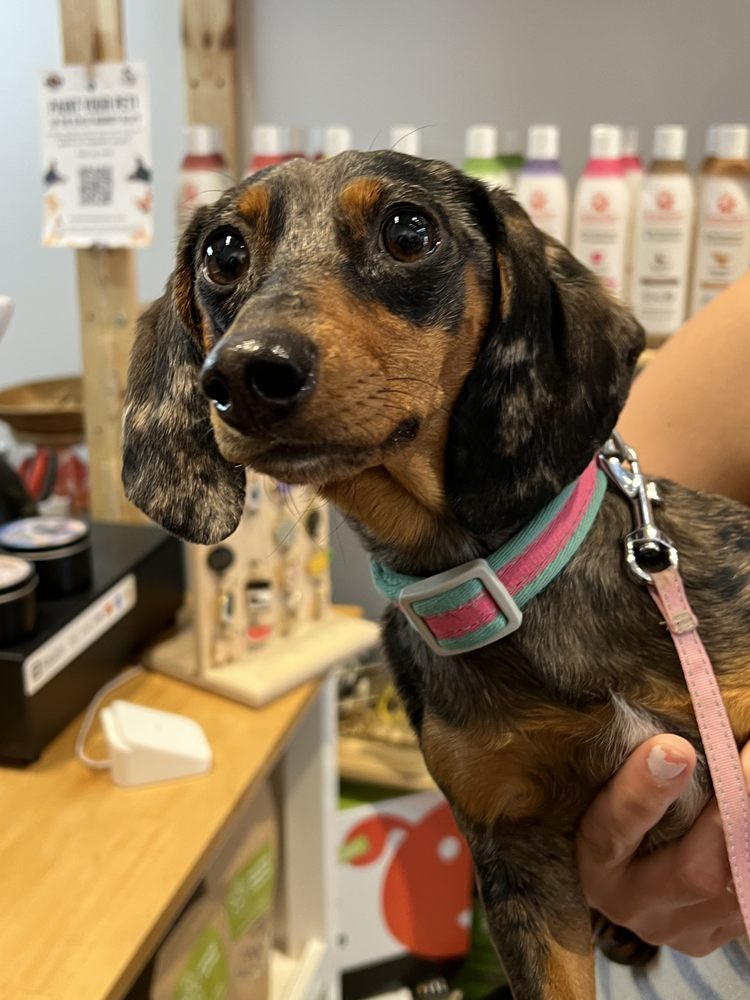 PAWS PET SHOP CLOSED Updated May 2024 550 Pearl St, Eugene