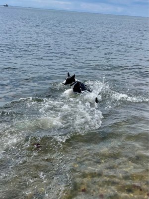 MUD CREEK DOG PARK - Updated December 2024 - 50 Photos & 20 Reviews