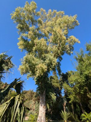 Orto Botanico di Palermo by null