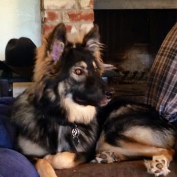 Happy Paws Rescue - Gypsy, formally known as Ginger - Animal Shelters Near Me - Yuba City, California Happy Paws Rescue - Gypsy, formally known as Ginger - Animal Shelters Near Me - Yuba City, California