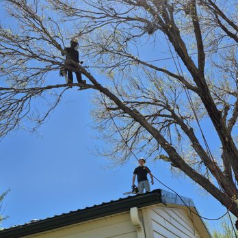 Lee's Trees & More - Tree Services Near Me Lee's Trees & More - Tree Services Near Me