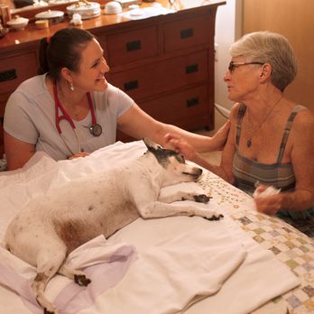 Lap of Love - Veterinarians Near Me Lap of Love - Veterinarians Near Me