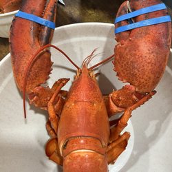 SLX 2lb lobster