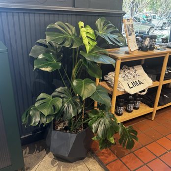 Lima Coffee Roasters - Healthy plant - Coffee & Tea Near Me - Fort Collins, Colorado