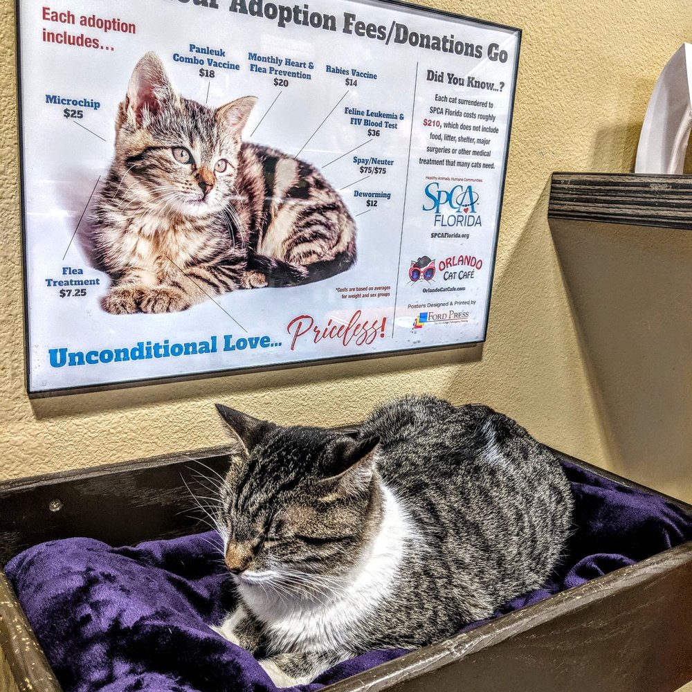 Orlando Cat Cafe - Cats - Animal Shelters Near Me - Clermont, Florida