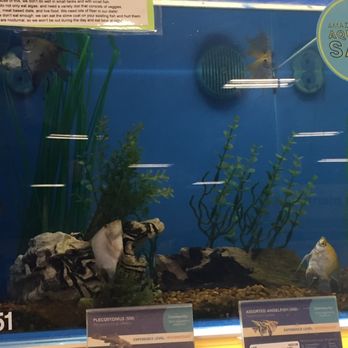 PetSmart - 1 live fish among the 3+ dead in this tank. - Pet Stores Near Me - Chantilly, Virginia PetSmart - 1 live fish among the 3+ dead in this tank. - Pet Stores Near Me - Chantilly, Virginia