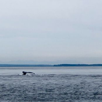 Outer Island Expeditions - Humpback whales - Fishing Near Me - Eastsound, Washington