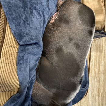 Tender Paws Animal Hospital - Potbelly pig that has it now! - Veterinarians Near Me - Conroe, Texas Tender Paws Animal Hospital - Potbelly pig that has it now! - Veterinarians Near Me - Conroe, Texas