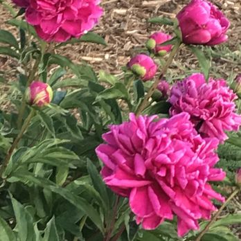 Ingram Bay Marina - Peonies - Marinas Near Me - Heathsville, Virginia Ingram Bay Marina - Peonies - Marinas Near Me - Heathsville, Virginia