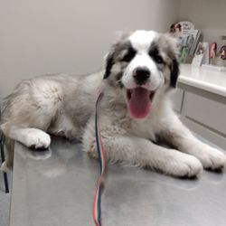 canada del oro pet clinic