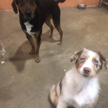 The Crate Escape - Pet Sitting Near Me - Naperville, Illinois