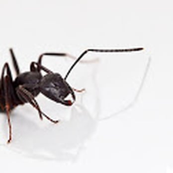 Accurid Pest Solutions - Pest Control Near Me - Chesapeake, Virginia Accurid Pest Solutions - Pest Control Near Me - Chesapeake, Virginia
